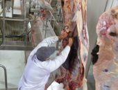 انطلاق عملية ذبح أضاحى الأوقاف فى الوقت الشرعى بإشراف بيطرى.. صور