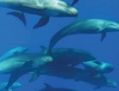 "بيت الدلافين".. تعرف على 13 نوعًا من دلافين البحر الأحمر وأماكن تواجدها (صور)