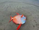 وزنها 45 كيلوجرام.. العثور على سمكة عملاقة نادرة بأحد شواطئ أمريكا.. صور