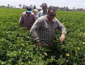 زراعة دمياط: لا حالات تعد على الأراضى الزراعية خلال إجازة عيد الأضحى