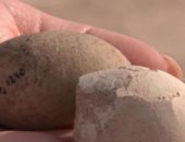 العثور على 160 بيضة متحجرة فى الأرجنتين عمرها 85 مليون سنة
