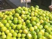 شعبة الخضروات والفاكهة بالغرفة: الليمون يتراوح بين 4-10 جنيهات