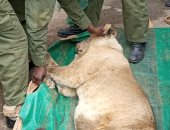 اصطياد أسد بعد هروبه من حديقة حيوانات فى كينيا وإصابة السكان بالذعر.. فيديو