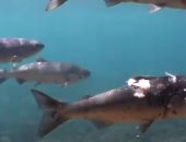 فيديو صادم.. سمك السلمون يتعرض لحروق فى نهر كولومبيا بأمريكا