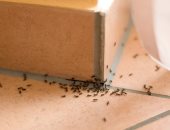 هل وجود النمل فى البيت دليل على الحسد؟.. اعرفى الحقيقة وإزاى تتخلصى منه