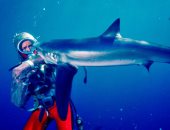 هاجمتها 4 مرات .. رحلة غواصة أسترالية مع حب أسماك القرش والدفاع عنها  "صور"