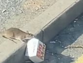 فأر جائع يسرق وجبة سقطت على الطريق.. فيديو وصور