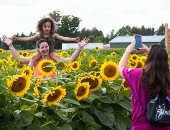 مهرجان الزهور الذهبية.. سياحة خاصة بحقول عباد الشمس فى كندا.. ألبوم صور