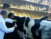 تحصين 250 ألف رأس ماشية ضد الحمى القلاعية والوادى المتصدع بالمنوفية