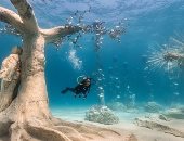 غابة جيسون .. حديقة المنحوتات الجديدة تحت الماء في قبرص.. ألبوم صور