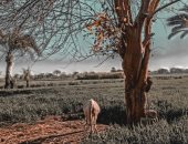 "يوسف" يشارك صحافة المواطن بلقطات تبرز موهبته فى التصوير الفوتوغرافى