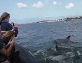 شاهد الدلافين تنقذ الموسم السياحى فى البرتغال وتجذب السياح إلى شواطئ لشبونة