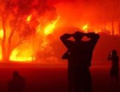 الجزائر تطلق منصة رقمية لإعادة تأهيل الغابات المتضررة من الحرائق