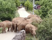 رحلة الأفيال الغامضة.. قطيع يثير حيرة العلماء ويدفع الصين لإجلاء 150 ألف شخص