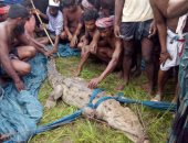 قرويون في بنجلاديش يصطادون تمساحا طوله 2,3 متر اندثر محلياً