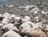 صاعقة رعدية تقتل 550 رأسا من الأغنام فى جورجيا.. فيديو