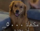 5 آلاف جنيه مكافأة العثور على كلب شيرين رضا بعد اختفائه.. فيديو