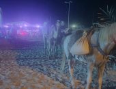 مجلس مدينة العريش ينفذ حملة تطهير شاطئ العريش من الخيول والجمال