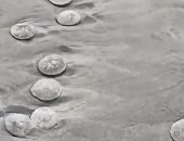 اكتشاف ألاف من "الدولار الرملى" على شواطئ ولاية أمريكية فى ظاهرة فريدة