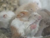 أسعد وأروش فئران بيأكلهم فاكهة وخضار.. اعرف حكايتهم فى "صندوق محسوب"