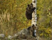 بالبصمة الوراثية.. رصد 11 مليون يورو لحصر الدببة فى جبال رومانيا "ألبوم صور"