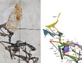 اكتشاف حفرية أثرية في البرازيل لأحد أنواع الزواحف المنقرضة