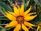 "آمنة" تشارك صحافة المواطن موهبتها بالتصوير