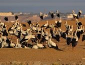 4 معلومات لا تعرفها حول رحلة الطيور المهاجرة وعبورها بمحميات جنوب سيناء