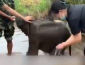 لحظة العثور على فيل صغير تاه بعيدا عن والدته فى الصين.. فيديو