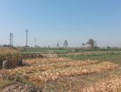 زراعة بورسعيد: وصول المساحات المنزرعة بالأعلاف إلى 1019 فدانا