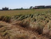 الغضبان: إنتاجية الفدان جنوب بورسعيد تصل إلى 4.7 طن 