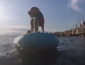 سباق سباحة بين الكلاب وأصحابها بشواطئ جزيرة كرواتية.. فيديو وصور