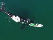 حوت يدفع قاربا صغيرا فى مشهد لطيف خلال موسم هجرة الحيتان بالأرجنتين.. فيديو