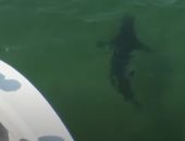 تجربة مليئة بالمغامرة.. ازدهار سياحة أسماك القرش على سواحل أمريكا.. فيديو وصور