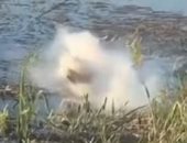 تمساح يلتهم طائرة درون والبطارية تنفجر داخل فمه بولاية فلوريدا.. فيديو وصور