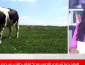 عودة جنون البقر.. البرازيل تعلّق تصدير اللحوم بعد اكتشاف حالتين من المرض (فيديو) 