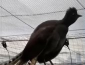 طائر فى حديقة حيوانات أسترالية يقلد الأصوات بطريقة متقنة للغاية