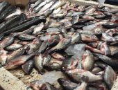 الجمبري بـ65 جنيها والدنيس بـ90 والشبار بـ15.. جولة داخل سوق الأسماك بالإسماعيلية