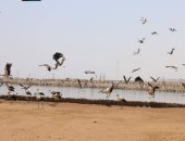 شاهد أسراب الطيور المهاجرة بمنطقة بحيرات الأكسدة بشرم الشيخ