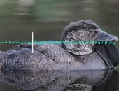 دراسة تكشف عن قدرة أحد أنواع البط على تقليد أصوات البشر فى أستراليا.. فيديو