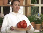 مدينة روسية تسجل أكبر حبة طماطم بوزن 2.2 كيلو جرام.. صور