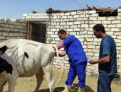 الزراعة: تلقيح اصطناعى للماشية بسيوة لأول مرة ضمن مساهمات مبادرة حياة كريمة