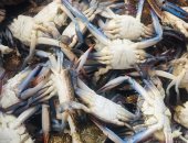 تراجع أسعار الأسماك بالإسماعيلية.. الجمبرى بـ 80 والكابوريا بـ 30 جنيها.. لايف