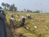 وكيل زراعة الشرقية: انطلاق موسم حصاد محصول الأرز بحقول المحافظة.. صور