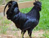 مملكة اللحم الأسود.. سلالة الدجاج اللامبورجينى الأغلى فى العالم والأكثر قيمة غذائية