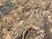 أهالى المنطقة الثامنة بالسادات يشكون وجود أسلاك كهرباء مكشوفة.. والشركة ترد