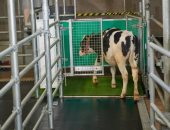 تدريب الأبقار على دخول الحمامات.. هل ينهى أزمة الكوكب؟.. فيديو