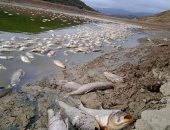 وزيرة البيئة الألمانية تلقى اللوم على الصرف الصناعى فى نفوق أسماك نهر "أودر"