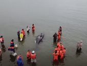 سفاح المحيط يبكى.. إنقاذ حوت أوركا القاتل على شواطئ روسيا.. فيديو