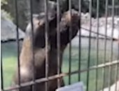 حماصة كلب البحر.. يجذب زوار حديقة الحيوانات بغمزة عينيه وصوت زى الأسد.. فيديو